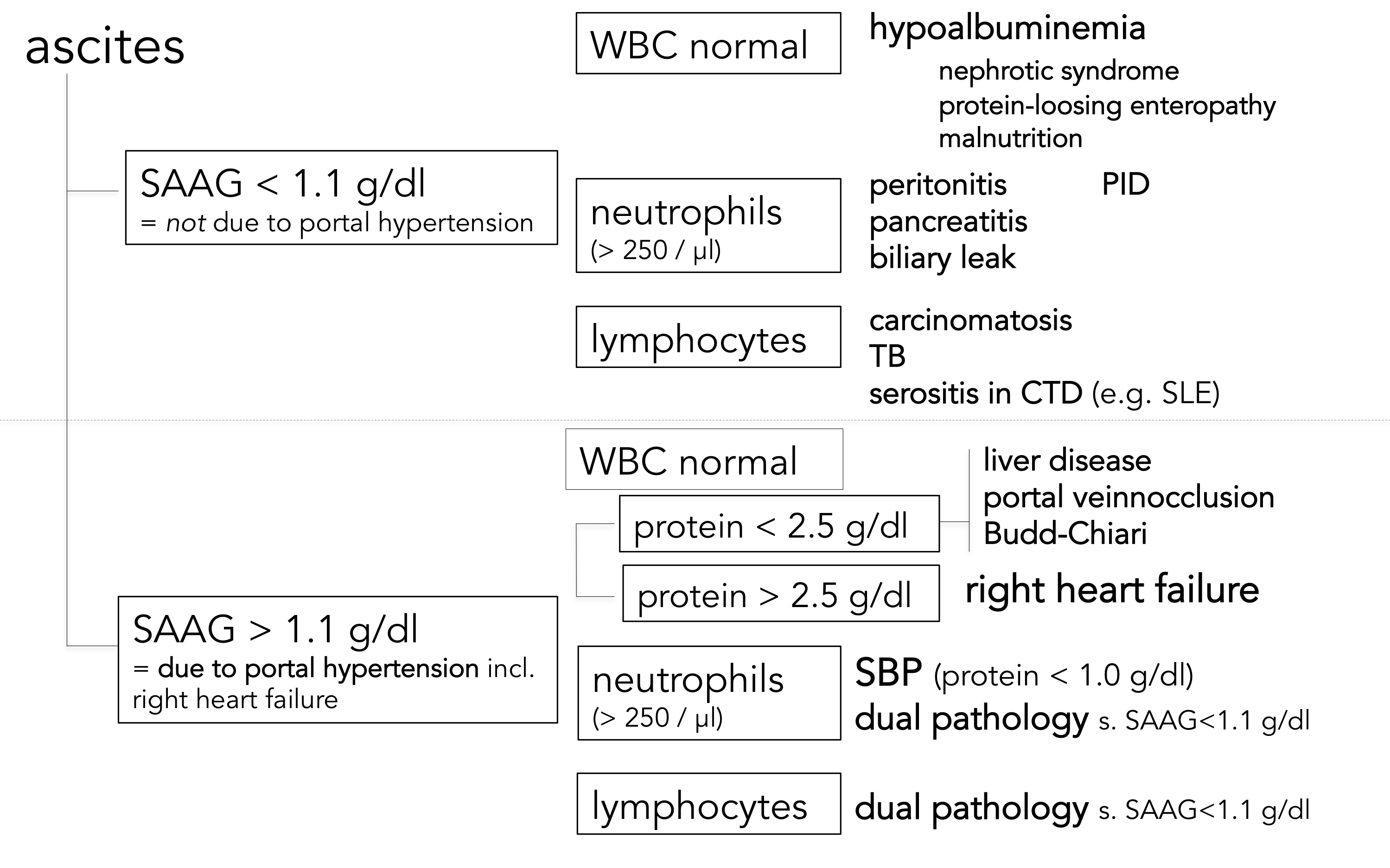 ascites quer PNG.png